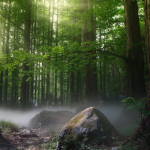 Forest Nature - Sun rays filtering through a foggy forest in Don #1083515