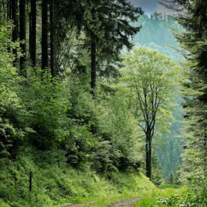 Forest Nature - Enchanting forest pathway surrounded by vibrant #109391