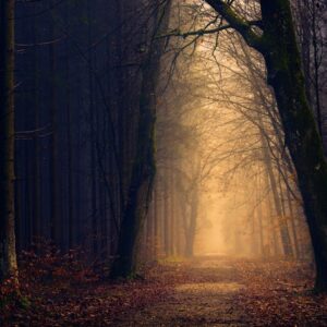 Forest Nature - Explore the serene beauty of a misty forest path #1102912