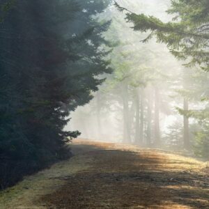 Forest Nature - Scenic forest trail with sunlight filtering thro #11523672