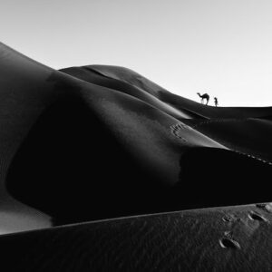Desert Wilderness - A captivating monochrome image of a camel in the #13481481