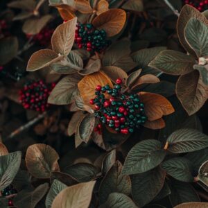 Beach Scenery - Close-up of colorful berries and autumn leaves s #1379636