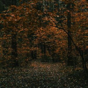 Forest Nature - Discover the tranquil beauty of an autumn forest #1425654