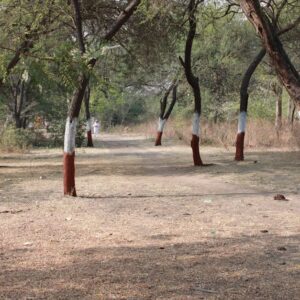 Forest Nature - A serene pathway lined with trees painted at the #15461442