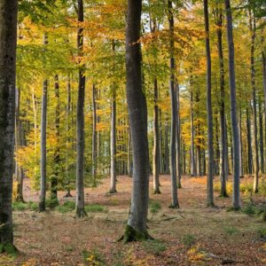 Forest Nature - A tranquil autumn scene showcasing tall trees wi #1567058
