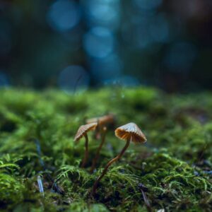Forest Nature - Artistic shot of mushrooms growing amidst green  #1643403