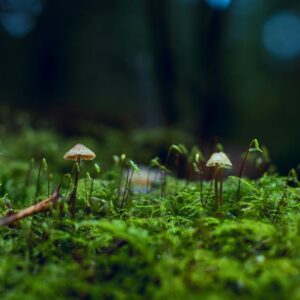 Forest Nature - A serene close-up of mushrooms growing on a lush #1643409