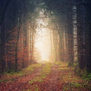 Forest Nature - Enchanting view of a misty forest pathway during #1690355