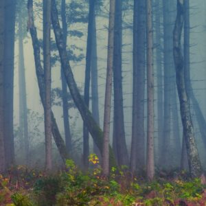Forest Nature - A serene and foggy forest landscape capturing ta #1776273