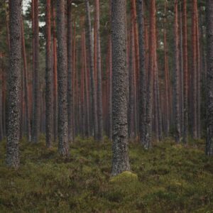 Forest Nature - Lush, tranquil pine forest with towering evergre #18323806