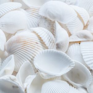 Beach Scenery - A detailed close-up of white seashells creating  #1883386