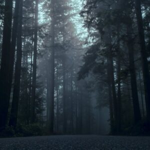 Forest Nature - Moody forest scene with towering trees surrounde #1909572