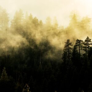 Forest Nature - A tranquil mist-covered forest with tall conifer #2431375