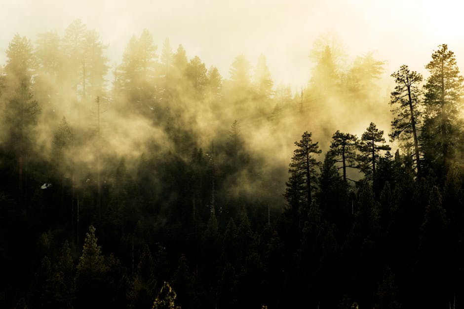 Forest Nature - A tranquil mist-covered forest with tall conifer #2431375