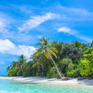 Beach Scenery - A serene tropical beach scene with coconut palms #2549017