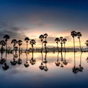 Forest Nature - Peaceful sunrise reflecting palm trees in tranqu #2563129