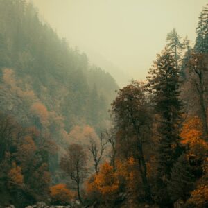 Forest Nature - Breathtaking view of an autumn forest with misty #29292797