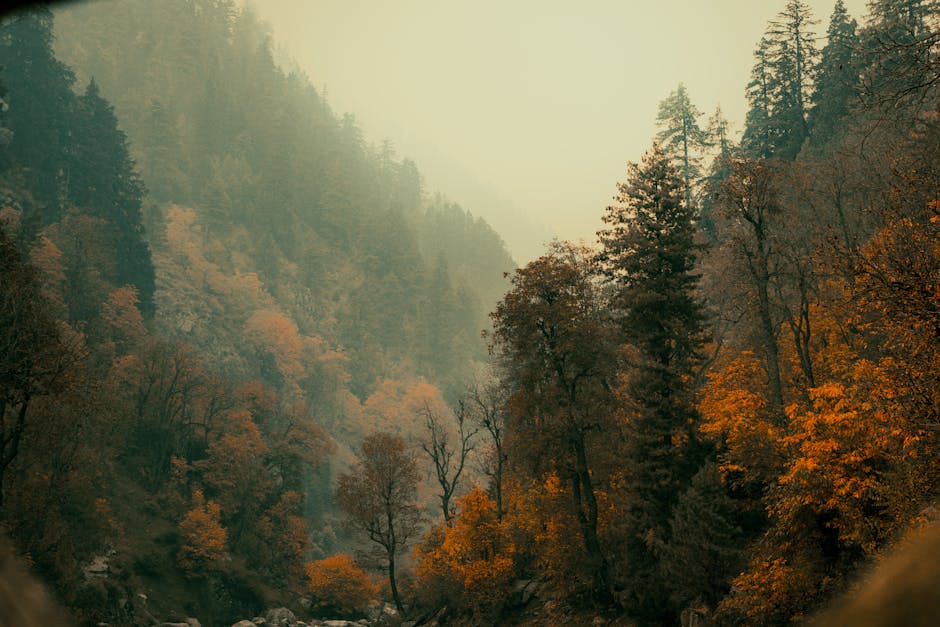 Forest Nature - Breathtaking view of an autumn forest with misty #29292797