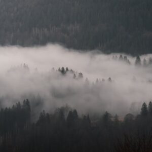 Forest Nature - Serene misty forest landscape with fog covering  #30882618