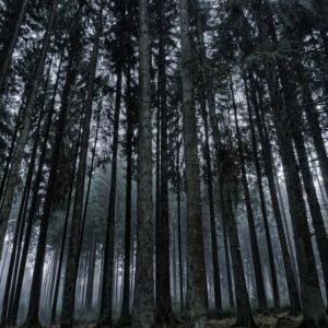 Forest Nature - Explore the serene beauty of a misty coniferous  #326337