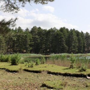 Lake Reflections - Serene forest lake surrounded by lush pine trees #36377753