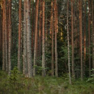 Forest Nature - Tranquil view of tall pine trees in a dense fore #36407394
