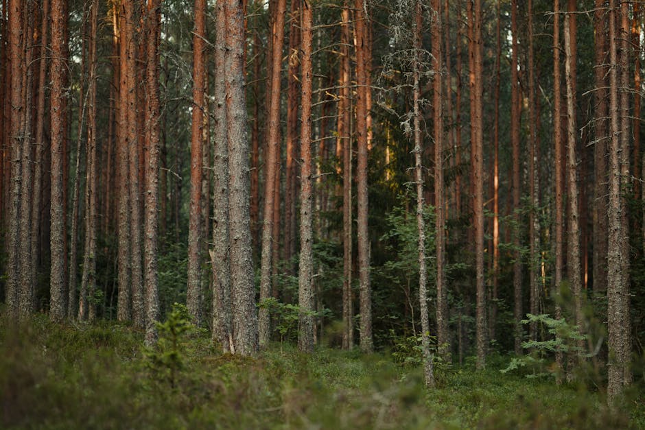 Forest Nature - Tranquil view of tall pine trees in a dense fore #36407394