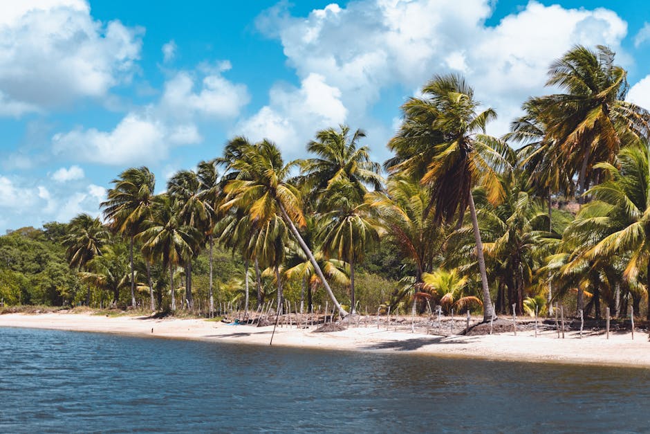 Beach Scenery - A beautiful tropical beach lined with lush palm #36460484