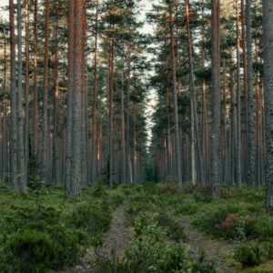 Forest Nature - Tranquil forest scene with tall pine trees and s #36494690