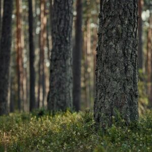 Forest Nature - A tranquil scene of a pine forest with sunlight  #36495515