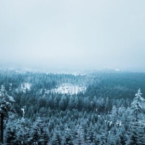 Forest Nature - A stunning aerial view of a dense forest blanket #36581914