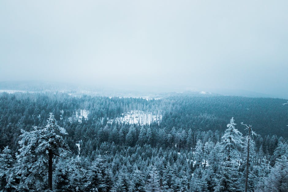 Forest Nature - A stunning aerial view of a dense forest blanket #36581914