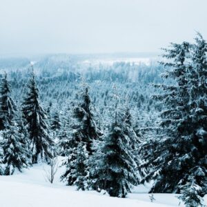 Forest Nature - A tranquil winter landscape of snow-covered ever #36581917