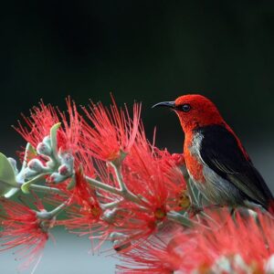 Forest Nature - Close-up of a Scarlet Honeyeater perched on vibr #36762