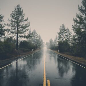 Forest Nature - A serene rain-soaked road cutting through a mist #39811