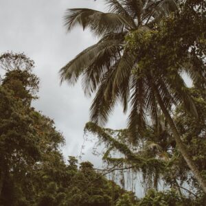 Forest Nature - Lush tropical trees with palm leaves under a clo #4609317