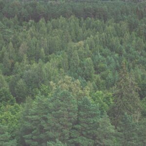 Forest Nature - Aerial view of verdant forest in Hiiu County, Es #5088837