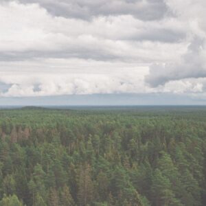 Forest Nature - Aerial shot showcasing expansive coniferous fore #5088838