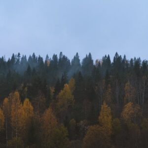 Forest Nature - Scenic view of an autumn forest with foggy ambia #5563063