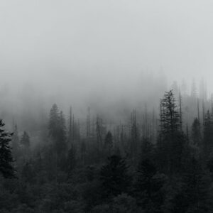 Forest Nature - Atmospheric grayscale photograph of a foggy coni #5734374