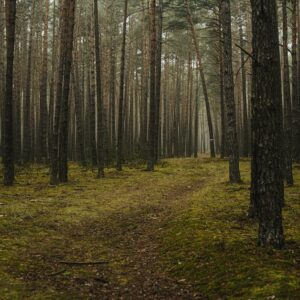 Forest Nature - A tranquil pathway cutting through a foggy pine  #5853965