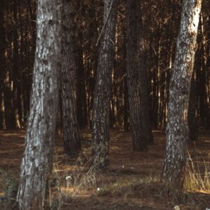 Forest Nature - Beautiful forest view with sunlit tree trunks, c #6086270