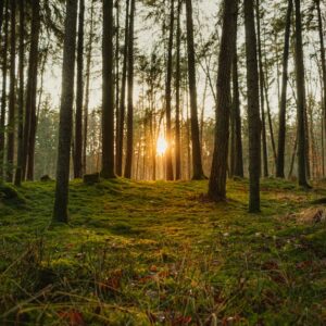 Forest Nature - Peaceful view of sunbeams filtering through a lu #6415078