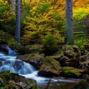 Forest Nature - Serene stream flowing through a moss-covered for #707915