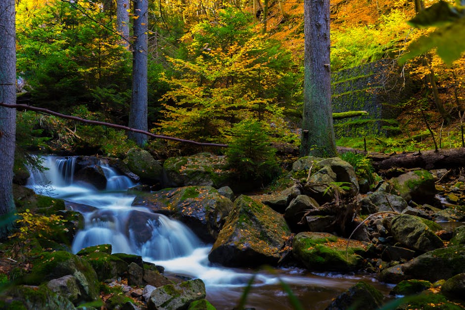 Forest Nature - Serene stream flowing through a moss-covered for #707915