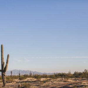 Desert Wilderness - Expansive Arizona desert landscape featuring tal #7125160