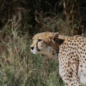 Desert Wilderness - Close-up of a majestic cheetah in its natural ha #7531040