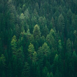 Forest Nature - Aerial view of a dense evergreen forest showcasi #7581409